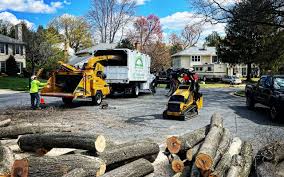 Best Tree Removal Services  in Sewaren, NJ